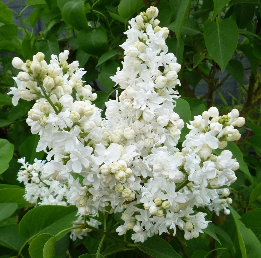 "Jeanne D'Arc" Syringa vulgaris